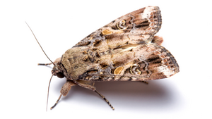 Male fall armyworm moths drawn by additional chemical