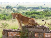 Lioness (Panthera Leo) on the Hunt in Nairobi National Park, Kenya