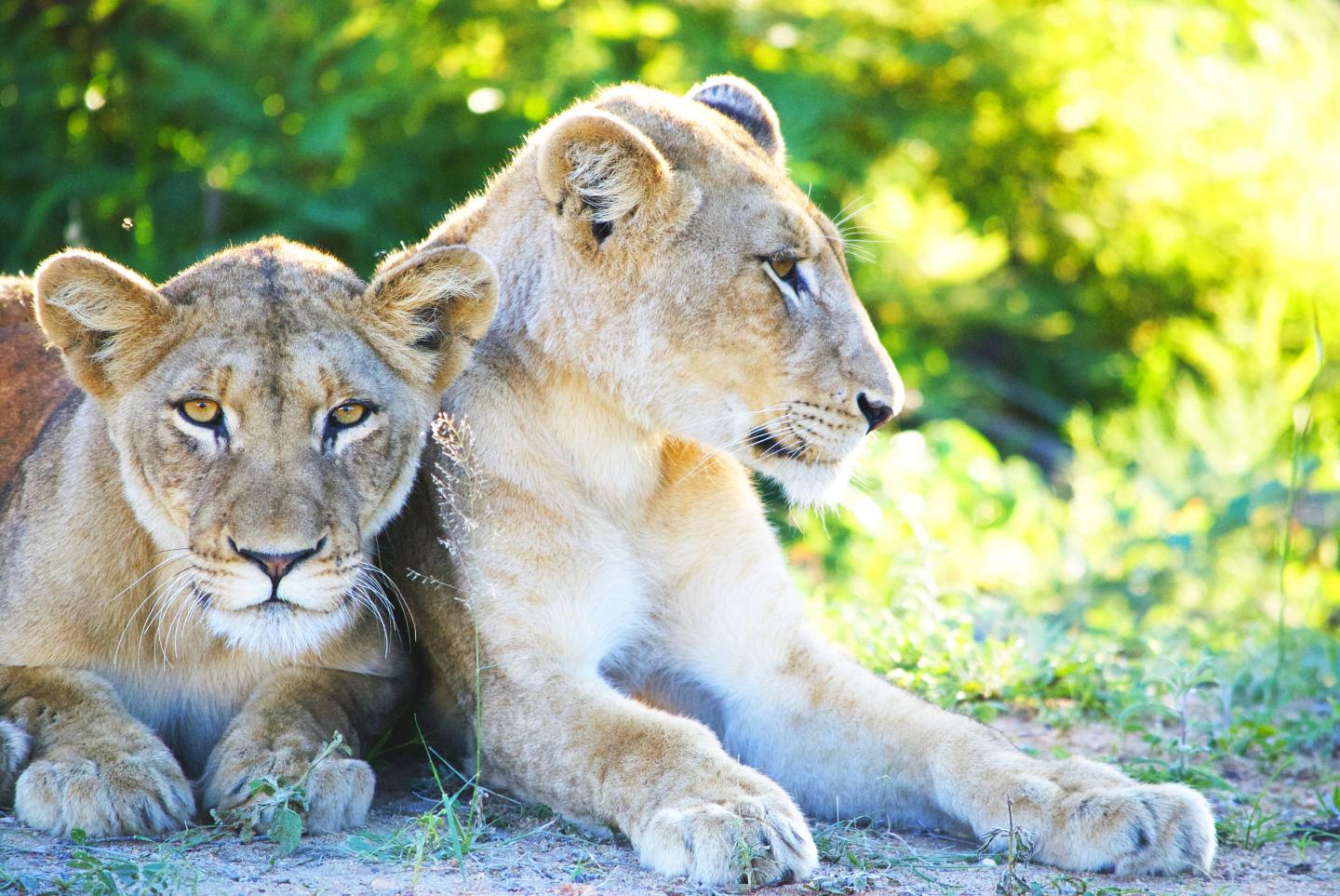 Reviled Animals Could be our Powerful Allies