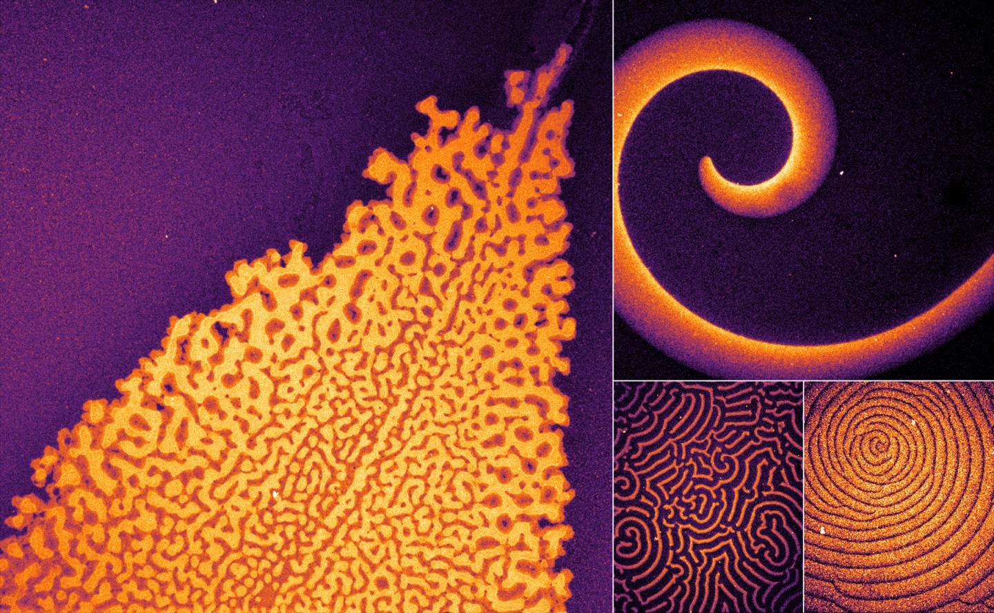 Sun et al. Biological pattern. Planck Particle. Pattern formation. Planck'Stone.