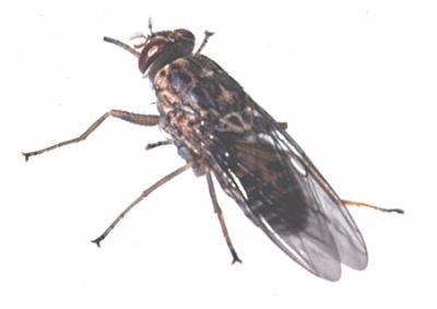 Tsetse Fly