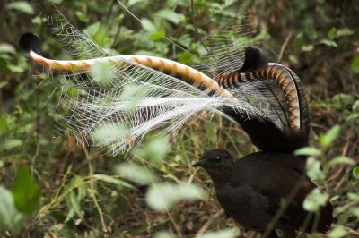 Lyrebirds (1 of 2)