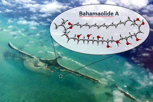 Scientists invent pioneering technique to construct molecules discovered in rare sediments from the Bahamas with potential to help treat disease and infection