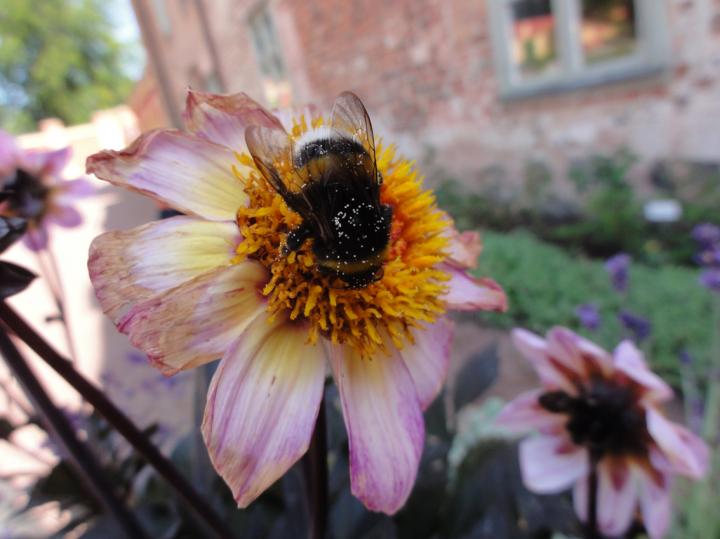 A Bumblebee on a Flower (1 of 2)