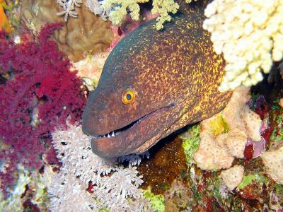 The Yellow-Edged Moray