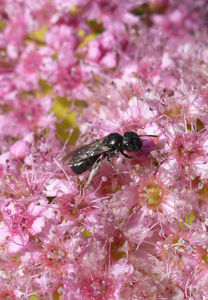 Ceratina calcarata