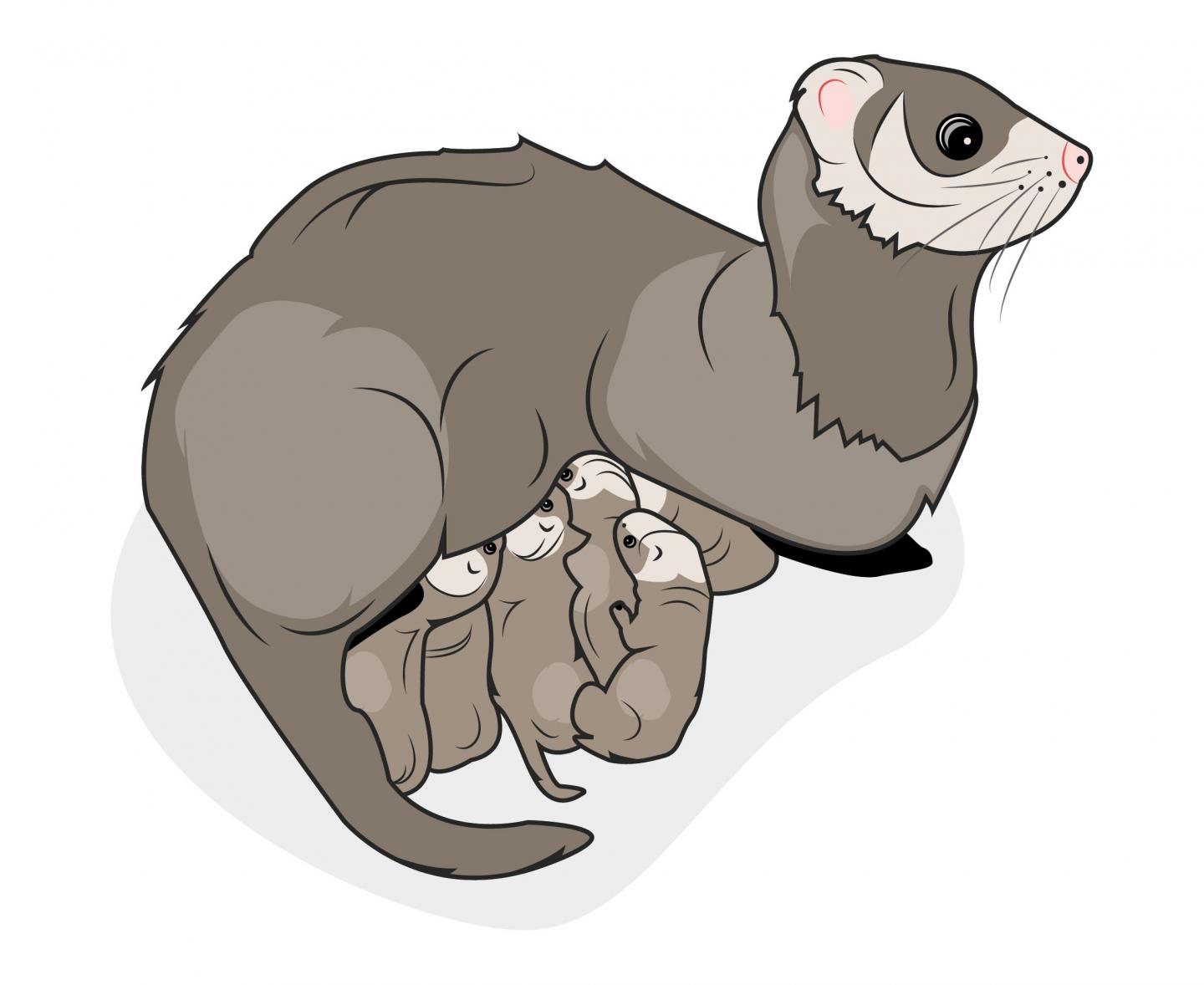 Ferret Mother 