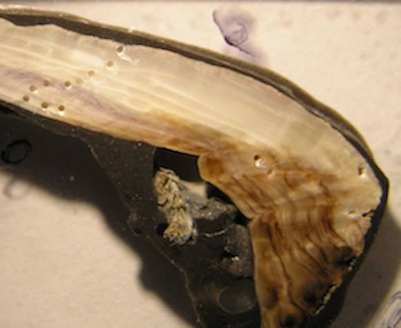 Cross Section of Mussel Shell