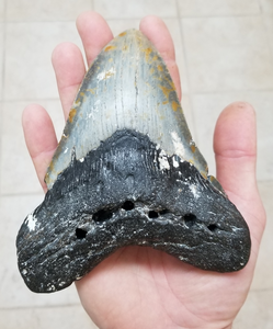 Megalodon tooth