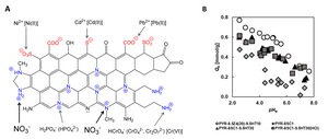 Schematic diagram of surface functional groups on the carbonaceous adsorbent developed by the researchers.