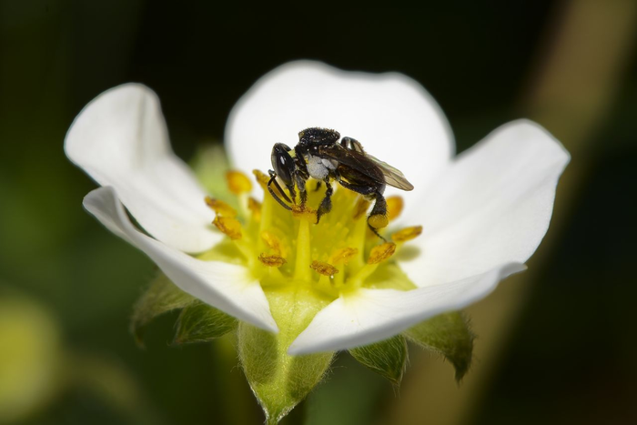 Australian native stingless bee Tetragonula carbonaria