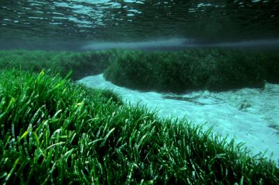 Seagrass Meadow Dound to be Composed of Extremely Old, Large Organisms