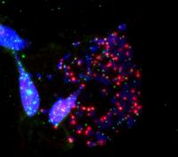 Disabled Protection of Telomeres during Mitosis Causes Cell Death