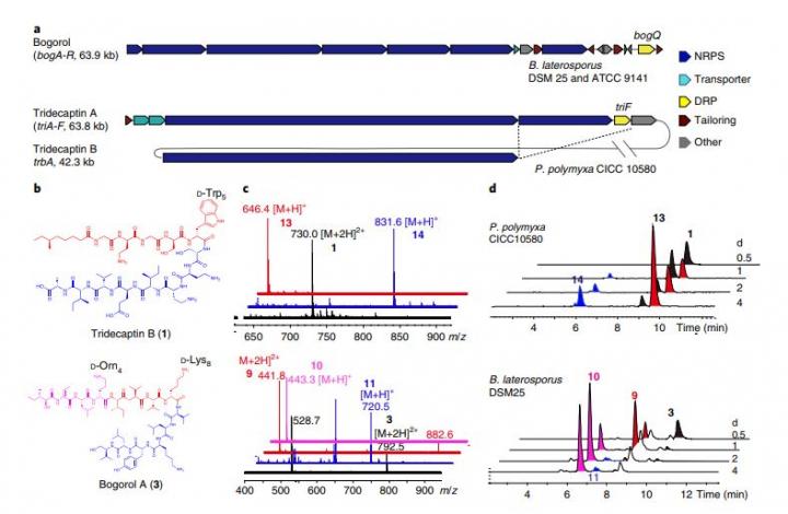 Genetic and Metabolic Analyses Reveal the D-Stereospecific Hydrolytic Activities of DRPs
