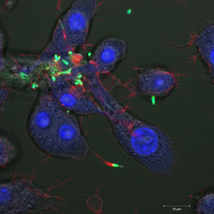 Macrophages in Culture