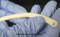 6mm-diameter Decellularized Human Bioengineered Vein before Implant
