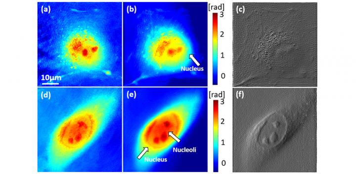 Observation of subcellular structures in unlabeled living cells, from doi: 10.1117/1.AP.2.6.065002