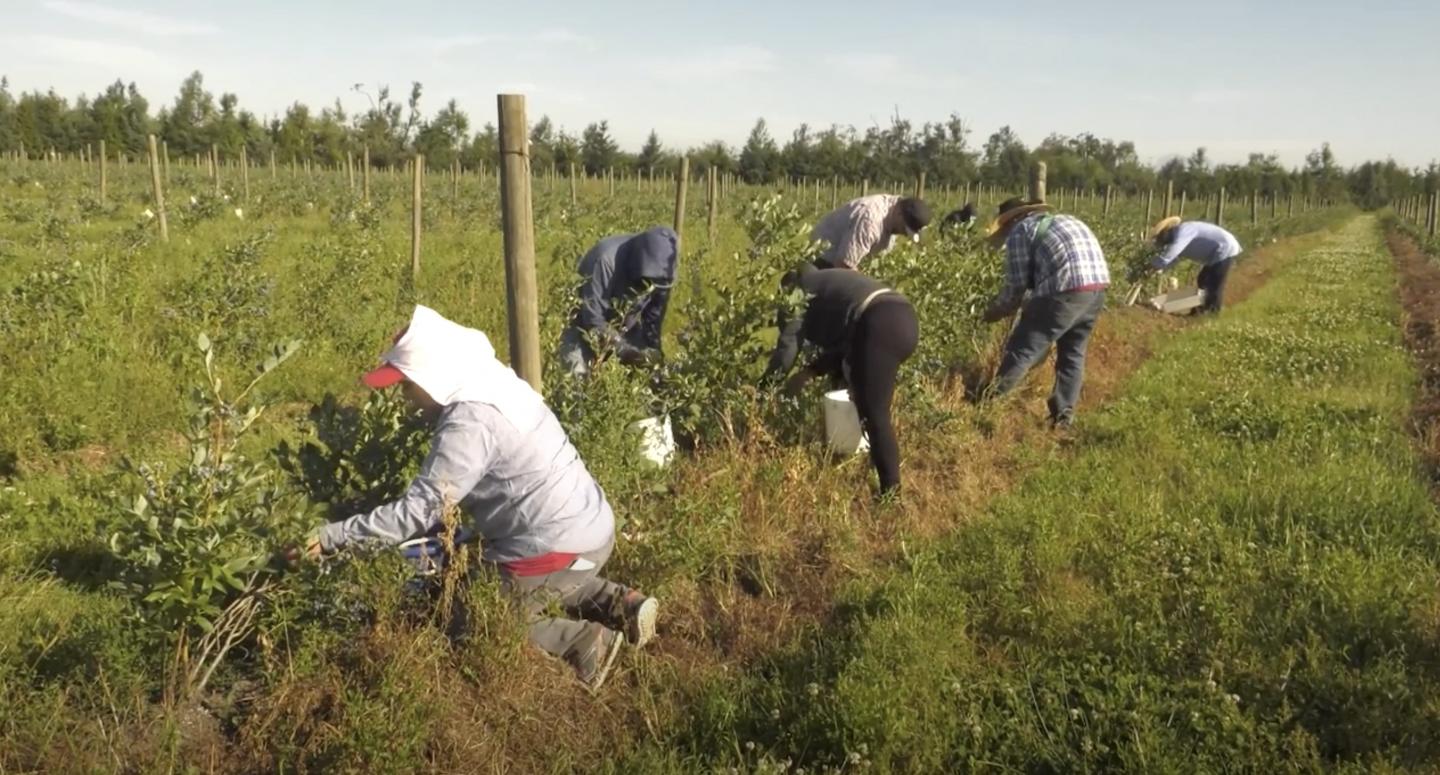 Blueberry Pickers