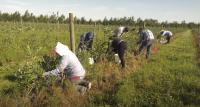 Blueberry Pickers