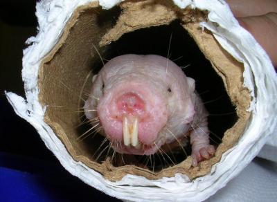 Naked Mole Rat: East African Below-Ground Rodent