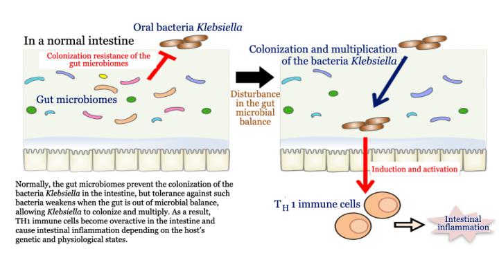 Ectopic Colonization of Oral Bacteria in the Intestine
