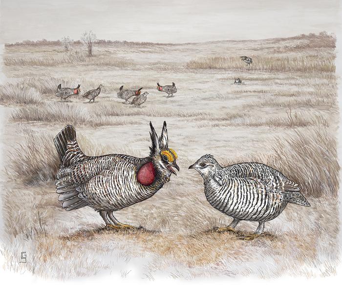 Lesser prairie chickens