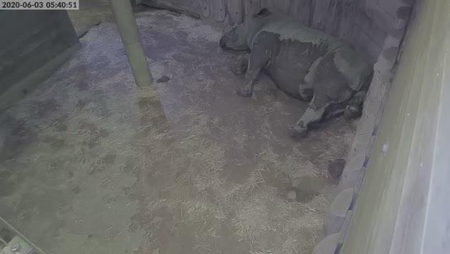 Birth of a Rhinoceros Calf in Early Morning Hours at the Salzburg Zoo