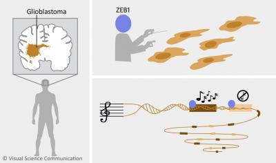 Zeb1 -- the Maestro that Conducts the Invasiveness of Glioblastoma Tumors