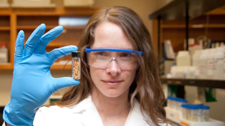 A New Approach to Reducing Arsenic Levels in Rice