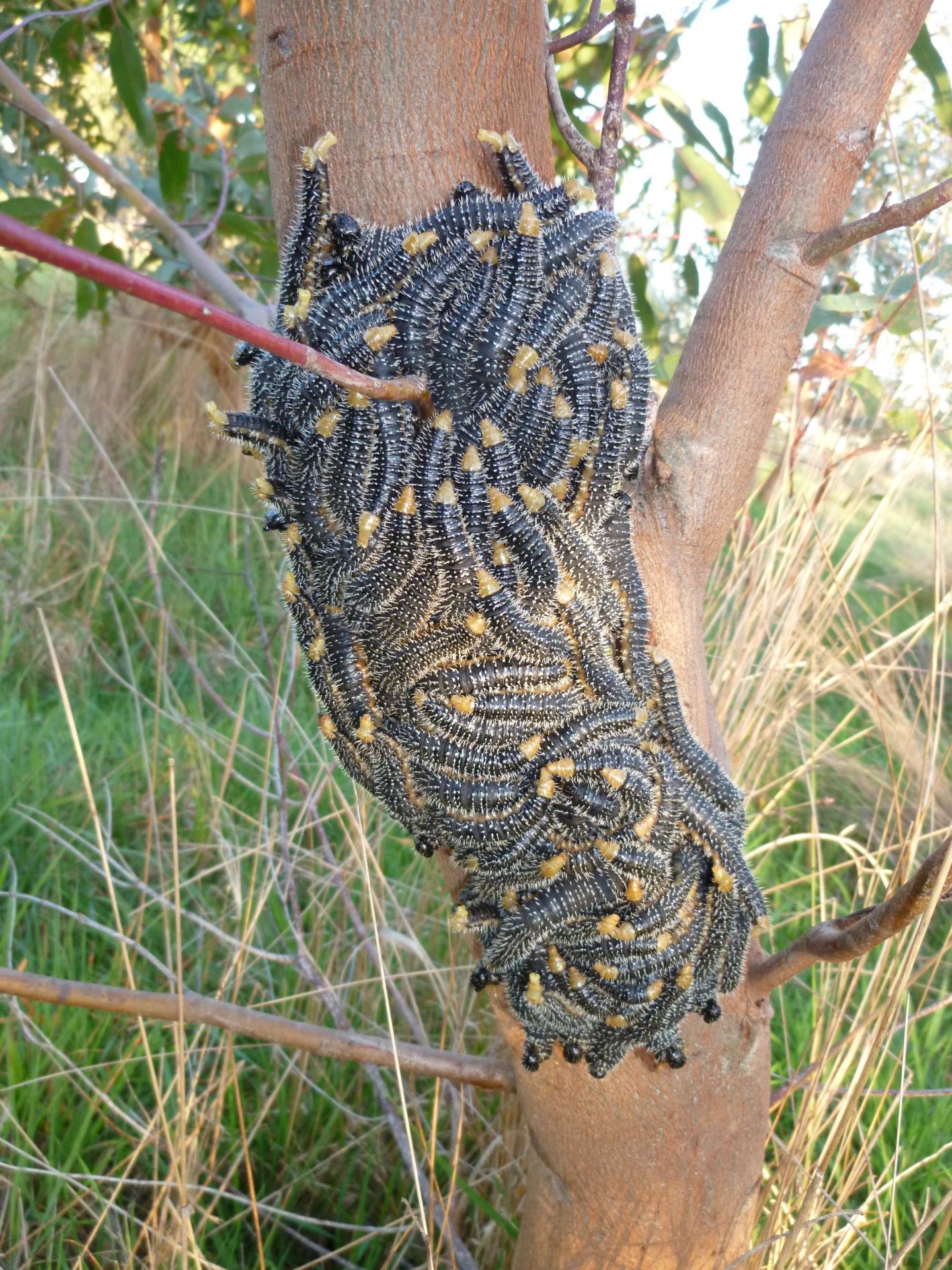 Sawfly Larvae on Eucalyptus Tree
