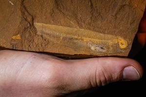 15 Million year old fish fossil with preserved stomach contents