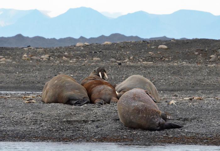 Walrus haul out site in Svalbard