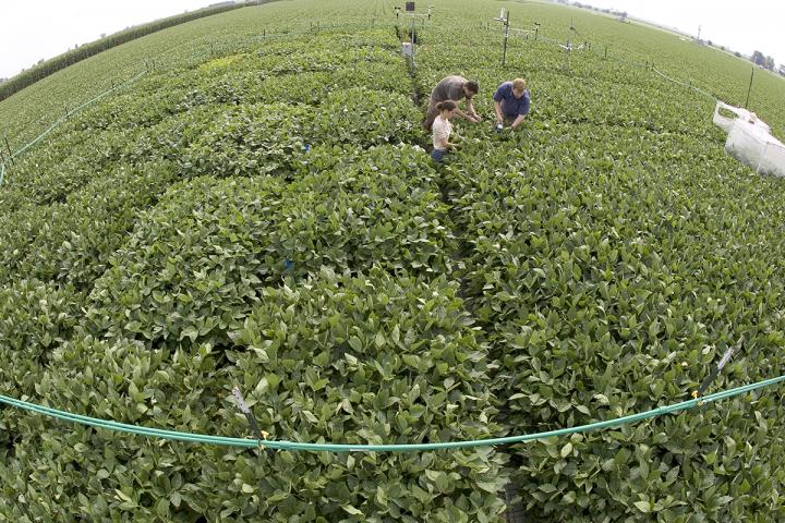 Simulating Soybean's Future