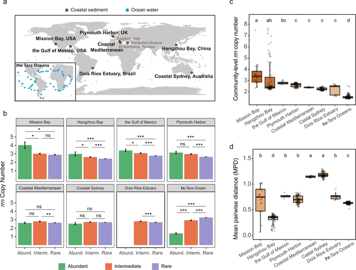The rrn copy numbers of bacterial OTUs in coastal sediment and global ocean water.