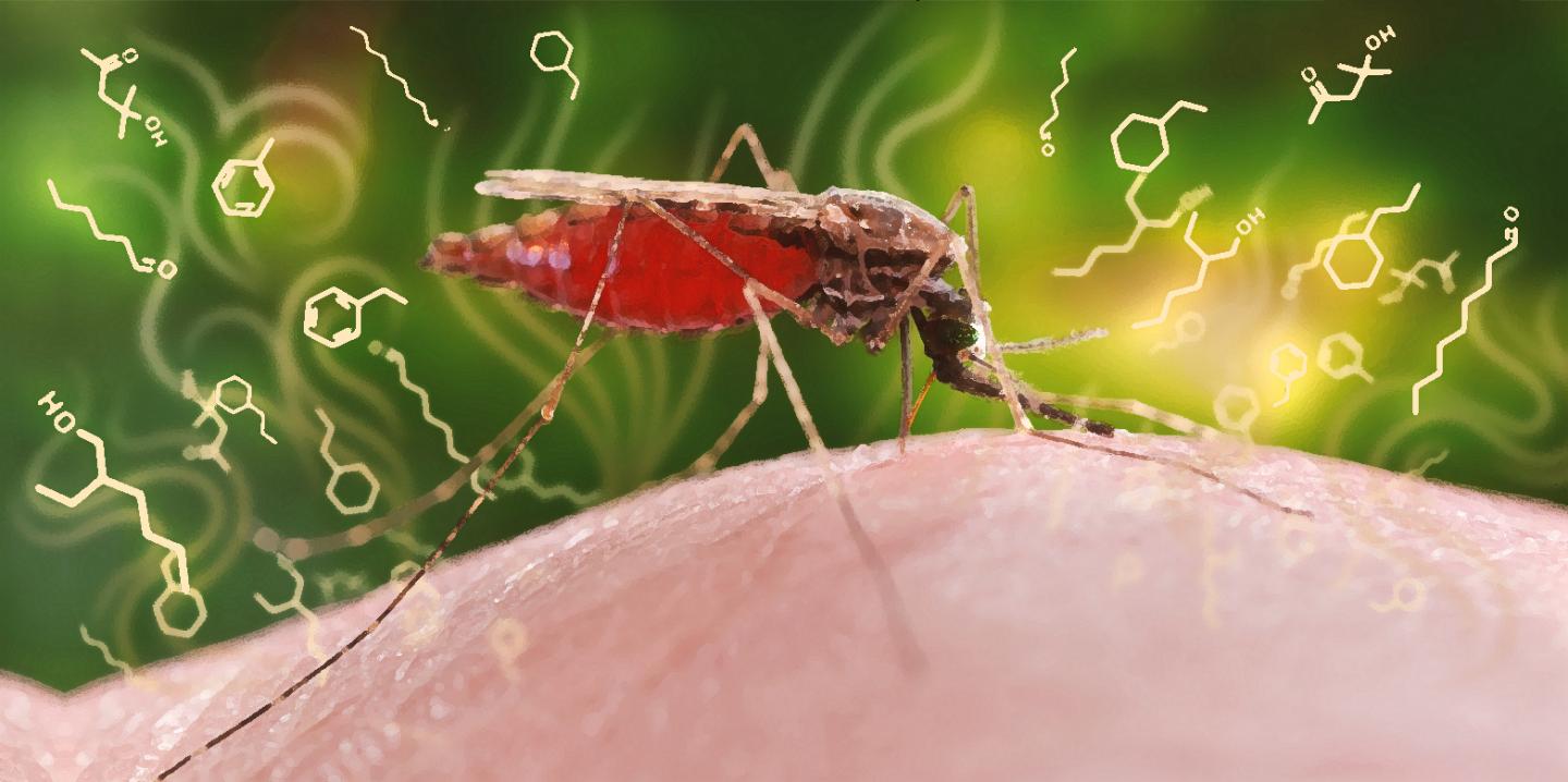 Mosquito Attracted by Body Odor
