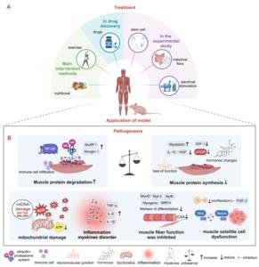 Figure 5: Applications of muscle atrophy models: pathogenesis and treatments