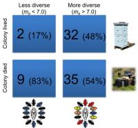Genetic Diversity Key to Bee Colony Survival