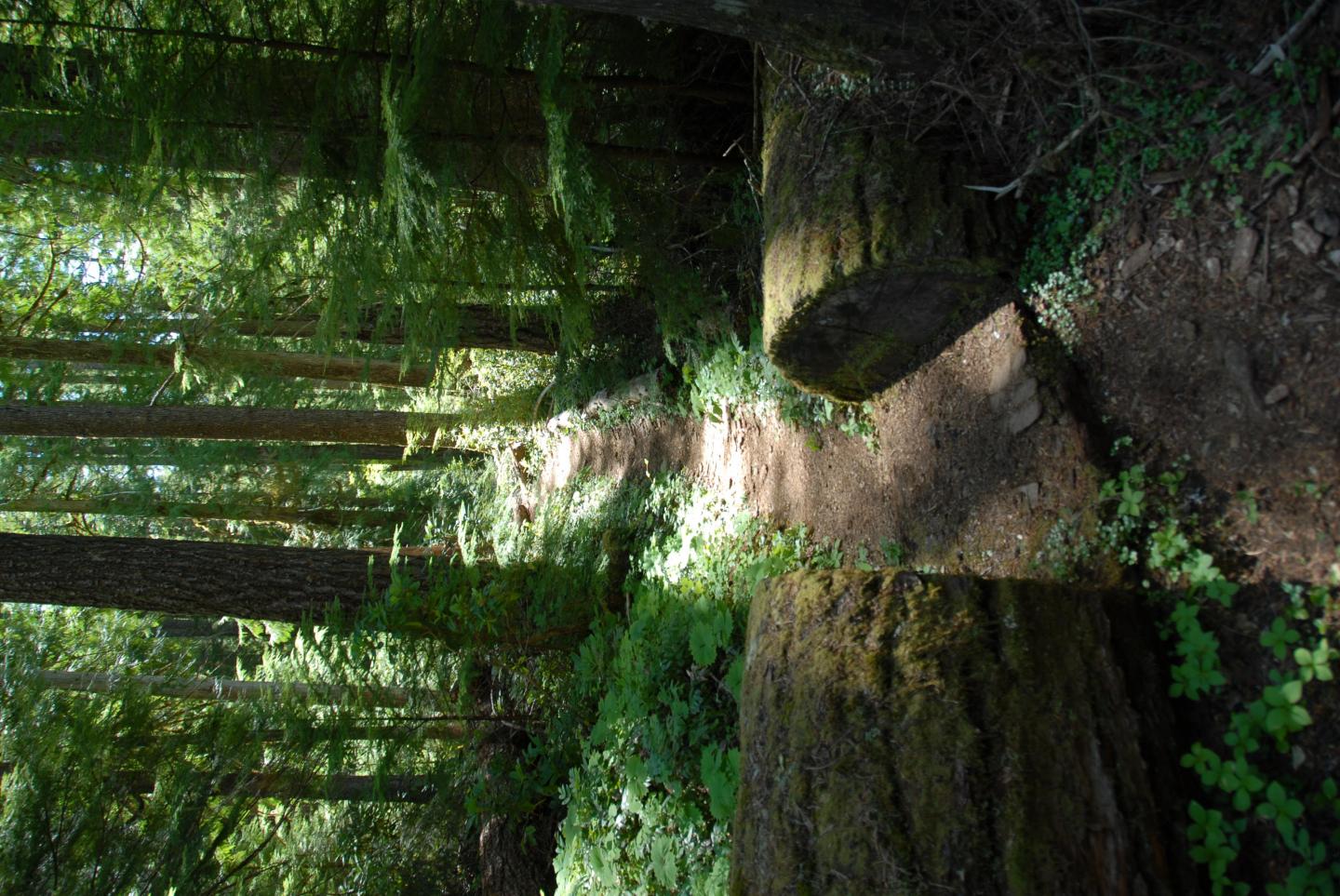 Oregon Old Growth
