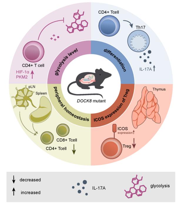 Dedicator of cytokinesis 8 (DOCK8) mutation impairs the differentiation of helper T cells by regulating the glycolytic pathway of CD4+ T cells