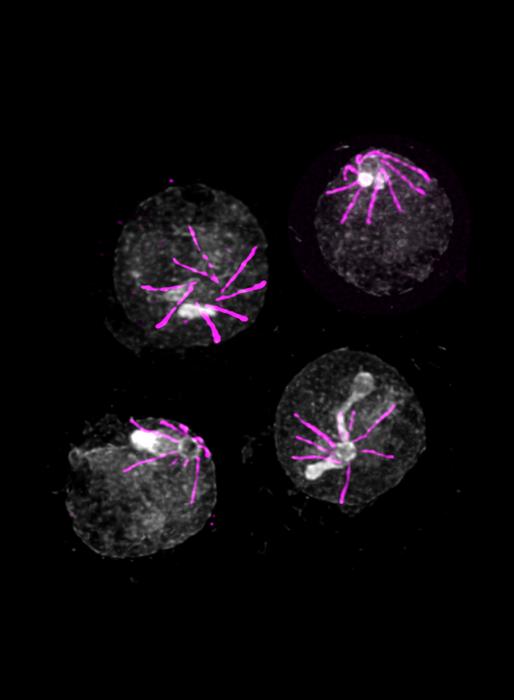 Disorient the malaria parasite to prevent it from causing harm