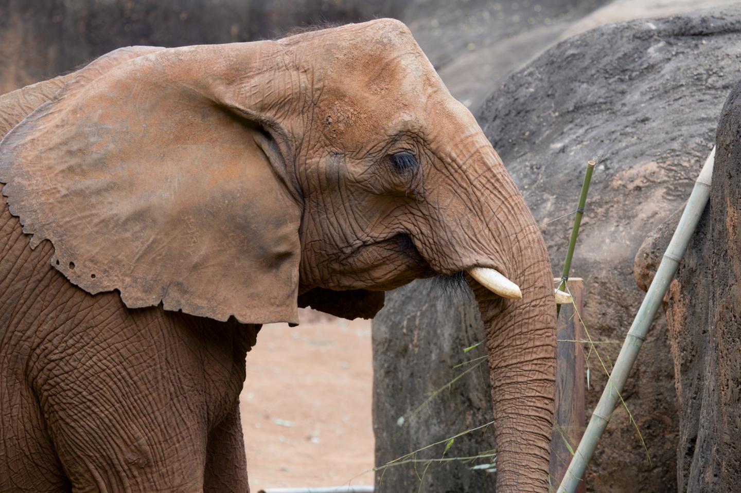 'Kelly,' an African Elephant at Zoo Atlanta