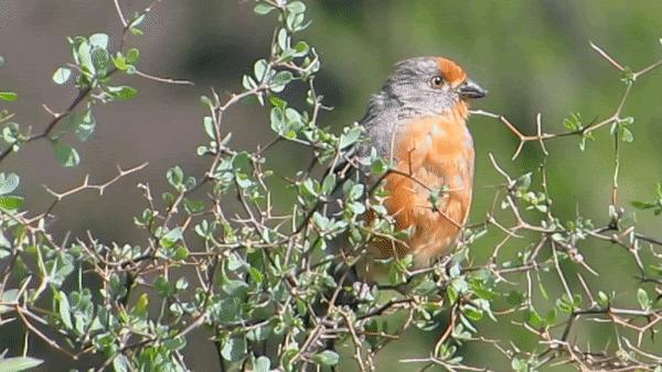 Bird Biomechanics