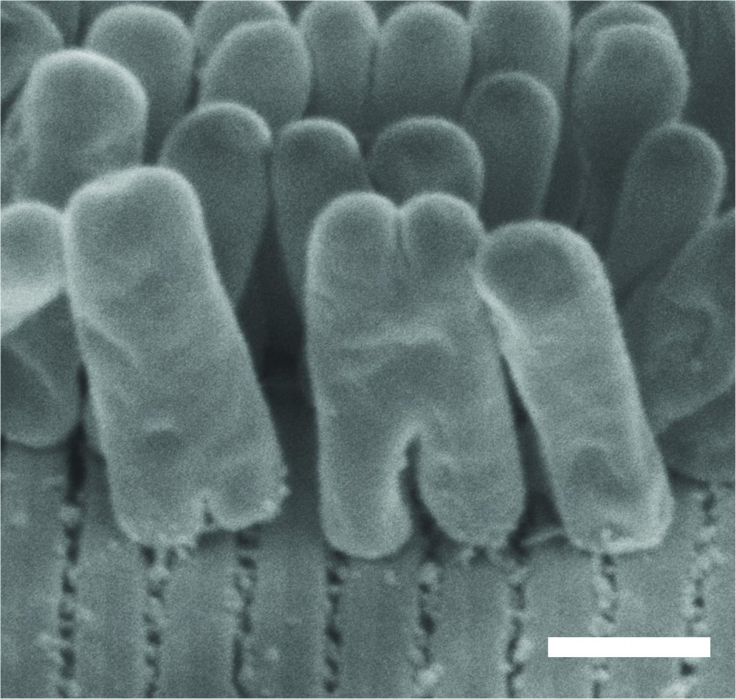<i>Robbea hypermnestra</i>