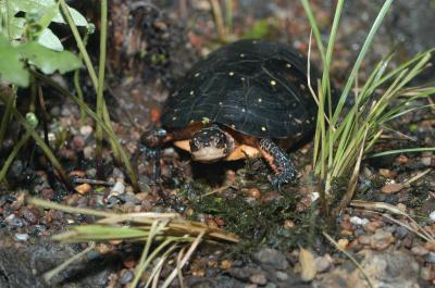 Spotted Turtle