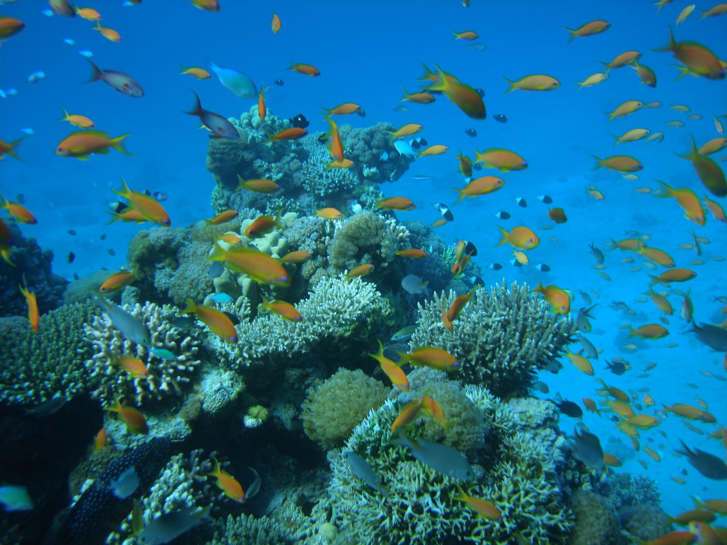 Coral Reefs in the Gulf of Aqaba