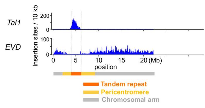 Integration patterns of retrotransposons Tal1 and EVD