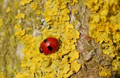 Two-Spot Ladybird