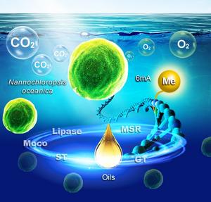 N6-methyladenosine (6mA) 6mA methylation modifications regulates lipid accumulation in Nannochloropsis oceanica