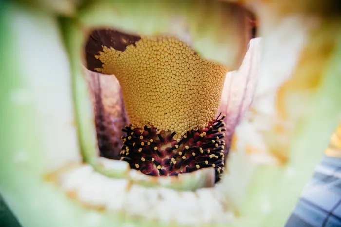 Morphy spadix closeup