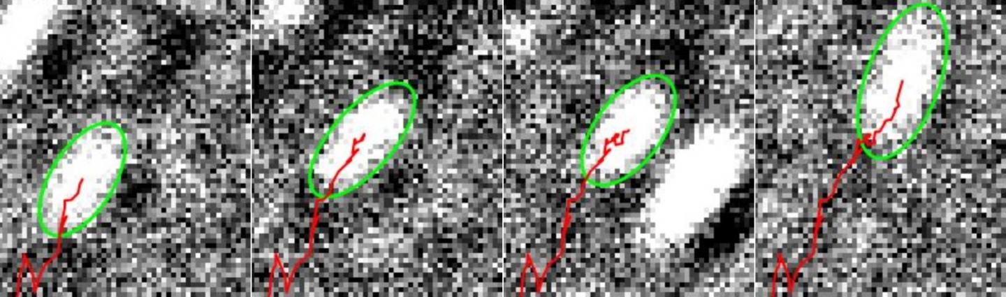 Myosin being tracked by the software